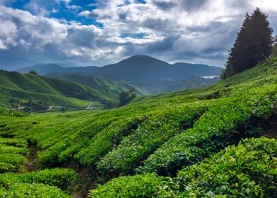 Cameron Highlands Tea Plan