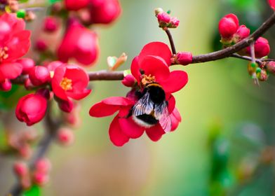 Red flower Bee