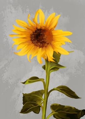 sunflower