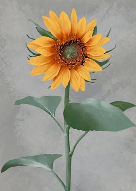 sunflower