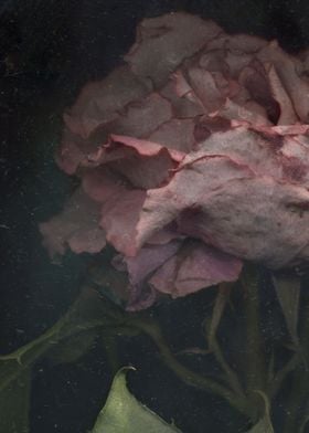 Wilted rose underwater
