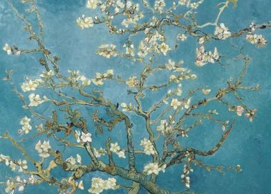 Almond Blossom