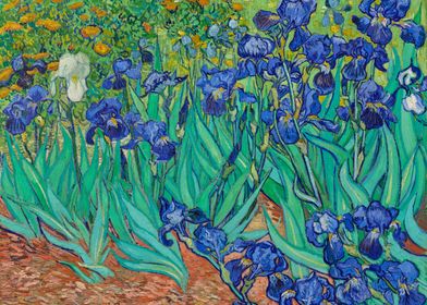 Irises Vincent Gogh