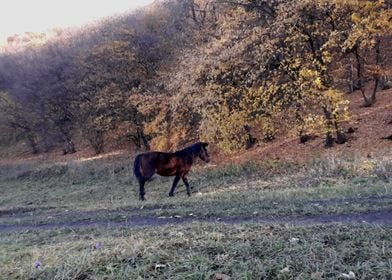 Horse by the forest