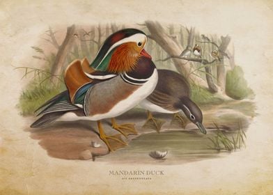 Mandarin Duck