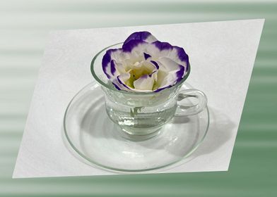 Purple white flower in a c