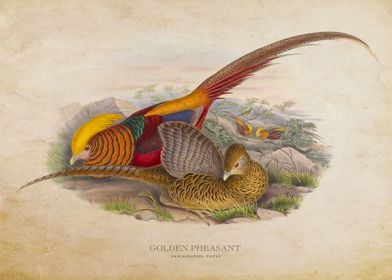 Golden Pheasant