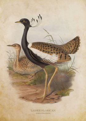 Lesser Florican