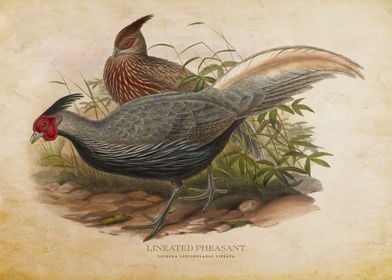 Lineated Pheasant