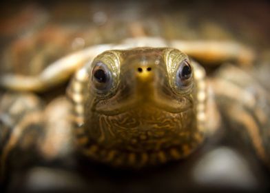 Turtle face