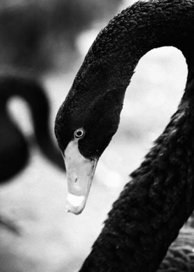 Black swan