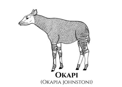 Okapi Art with Latin Name