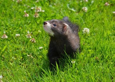 Ferret in the grass