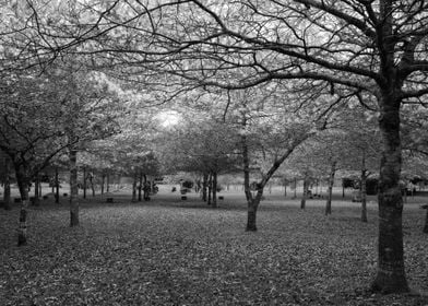 Serene landscape with tree