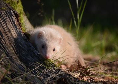 Ferret in nature