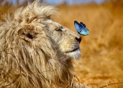 LION AND BUTTERFLY