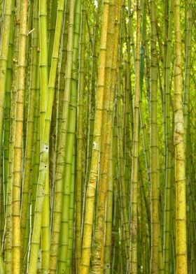 Bamboo forest