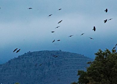 Flying Birds Mountains