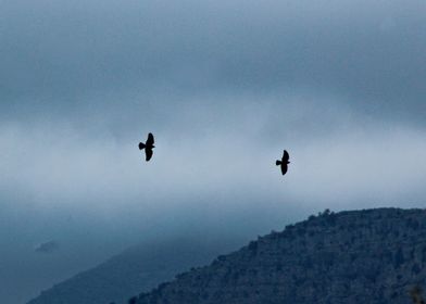 Ravens Birds Flying Sky