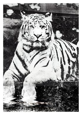 Tiger Vol 3