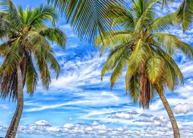 Palm Trees in Florida