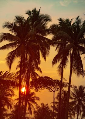 Sunrise in the palm grove