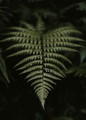 dark brown leaf