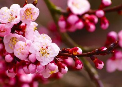 Peach blossom