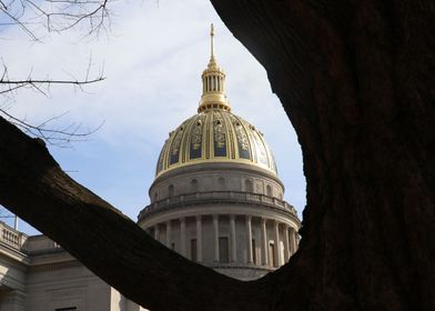 Dome Through a Tree