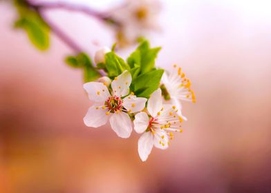 Plum blossom