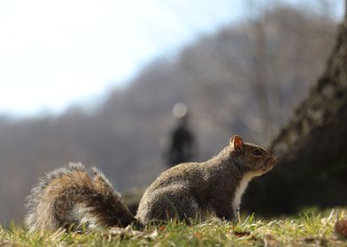 Squirrel At the Capitol