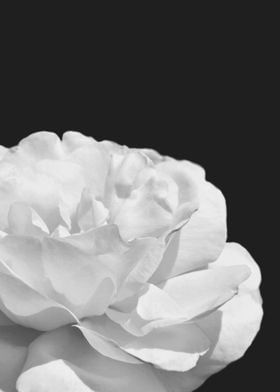 Pretty white rose close up
