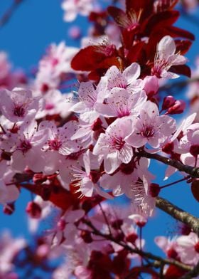 Sakura flowers