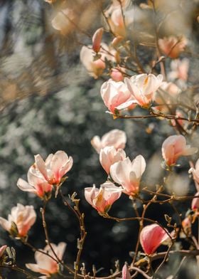 Magnolia tree branch