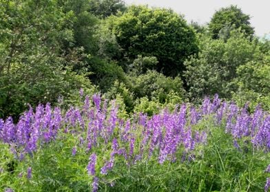 Purple blooming field