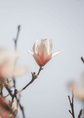 Single magnolia flower