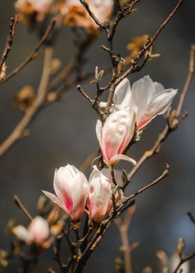 Delicate magnolia flowers