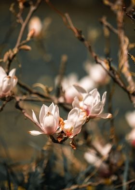 Low hanging magnolia bloom