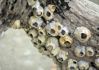 Barnacle Tree