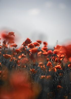 Poppy field