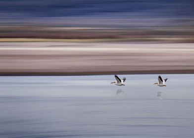 Pelicans in Flight