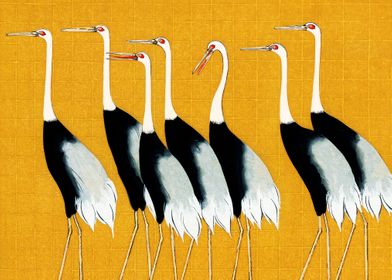 Japanese red crown cranes