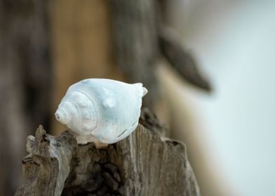 Tree Shell by the Seashore