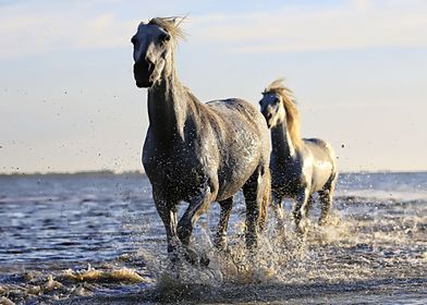 Horses and beach 