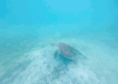 Caribbean Sea Turtle