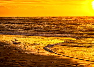 Amelia Island Beachcombers