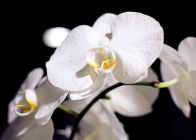 White Orchid Flower