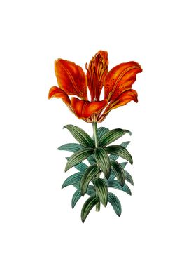 Botanicals On Pure White-preview-3