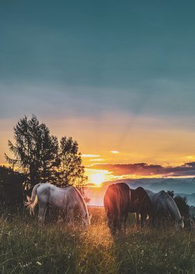 Horses under sunset