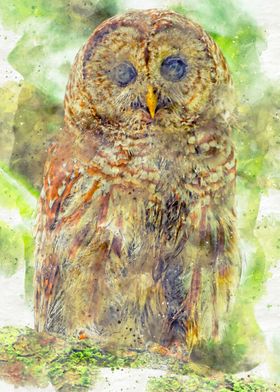 Owl Watercolor Painting